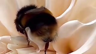 When bees get tired of flying and carrying pollen, they can fall asleep in flowers this way.