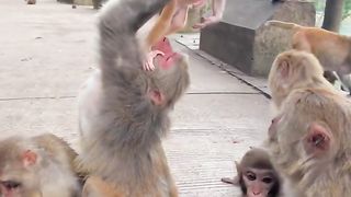 what did the mother monkey do, her child was lifted up