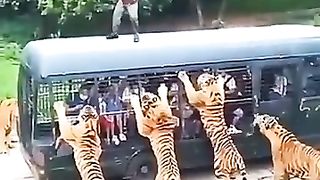 Zoo tiger attack