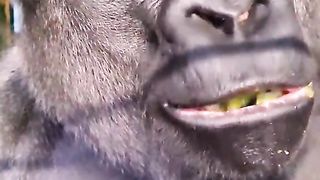 Gorilla Mukbang