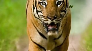 O Tigre é o Soberano verdadeiro Rei da Floresta!
