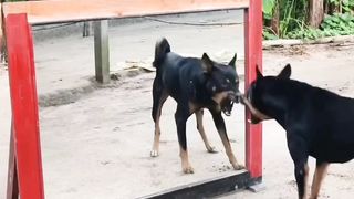 Chien
