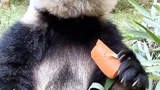 Panda bear eating carrots
