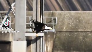 hunting video