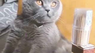 funny 234