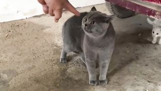 Try pointing out my Cat