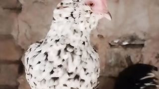 The beautiful birds ll beautiful birds ll sir pi yaaj