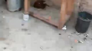 The rooster is eating it's