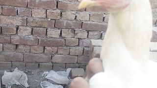 Hands and the white heera