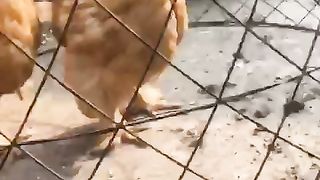 The big ll beautiful chicken ll climate change