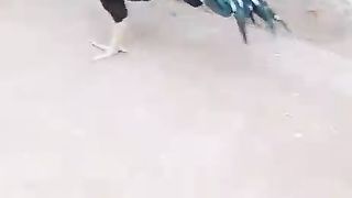 Aseel rooster are costly