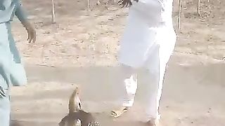 Please do not fight your roosters