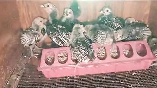 Chotay chotay chicks hain