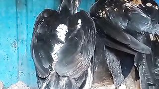 The blacks are standing ll parrot beak