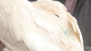 The white aseel having