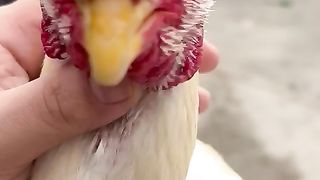 White colored parrot beak