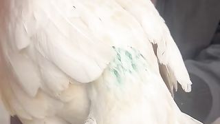 Best birds are best