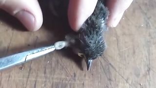 Removing Big Worms From a Little Bird