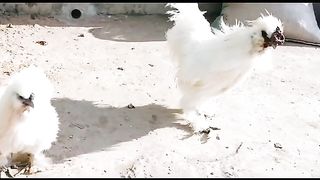 The silky birds are beautiful ll beautiful chicken birds
