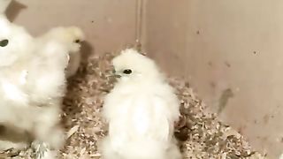 The small chicks ll climate change