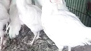 The white aseel chicks