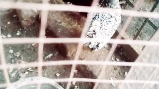 The chicken under the cage