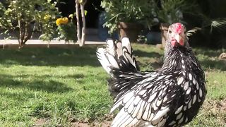 Beautiful garden 5