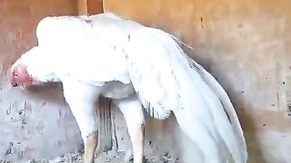 Long tail white
