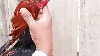 Aseel ka shoq