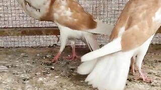 The kabootar ll beautiful chicken