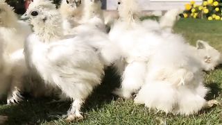 The silky birds are important