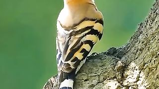 The birds of earth