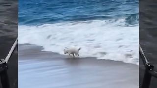 try to not laugh with these funny animal videos