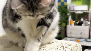 Funny cat 265