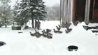 Please enjoy these ducks changing their minds.