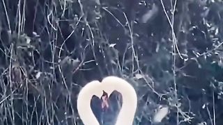 swans are natures best dancers