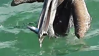 Young pelican swallows fish while!