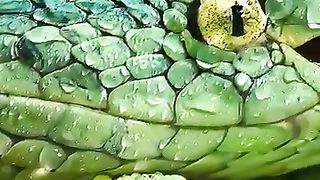 Have you ever seen a side striped palm viper? #snakes