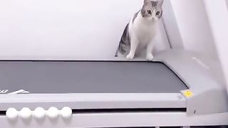 Funny Cat Attractions: Spontaneous Moments That Make You Laugh!