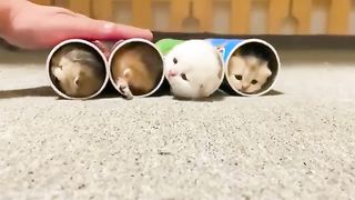 Kitten in a treat container