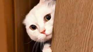 funny cat 92