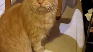 cute cat 48