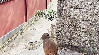 The little monkey climbed the wall and fell again