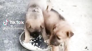 Chiots affamés