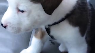 Funny Little Puppy Gets Angry at His Own Hiccups