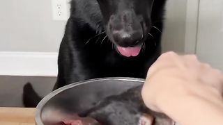 Raw Feeding