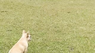 My frenchie had puppies - the amazing journey of a pregnant dog #pets #puppy #puppies #dogs #shorts