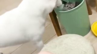 CATS vs DOGS ???????? What they allow themselves ???? FUNNY ANIMALS VIDEOS 2023 2
