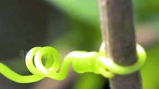 it's much easier to use another plant as scaffolding