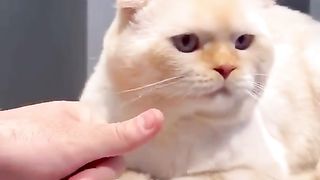 Cute cat becomes an ATM machine#fyp